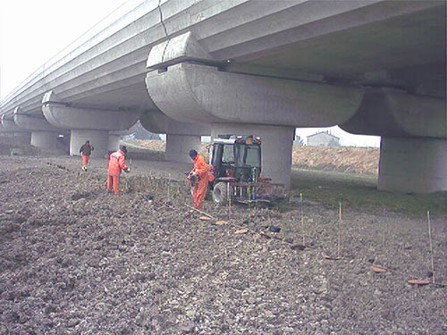 Potatura e abbattimento alberti